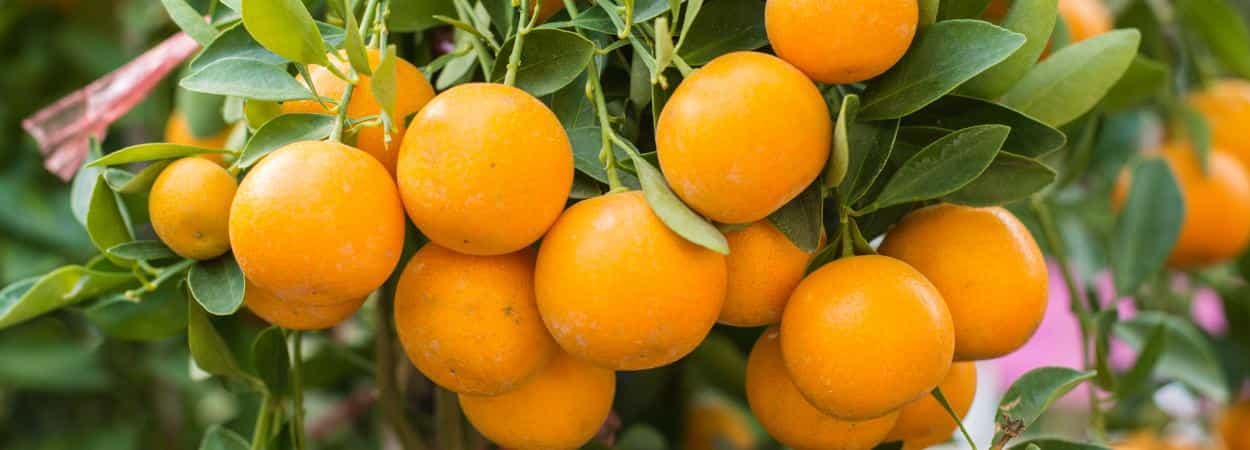Экскурсия на банановую ферму